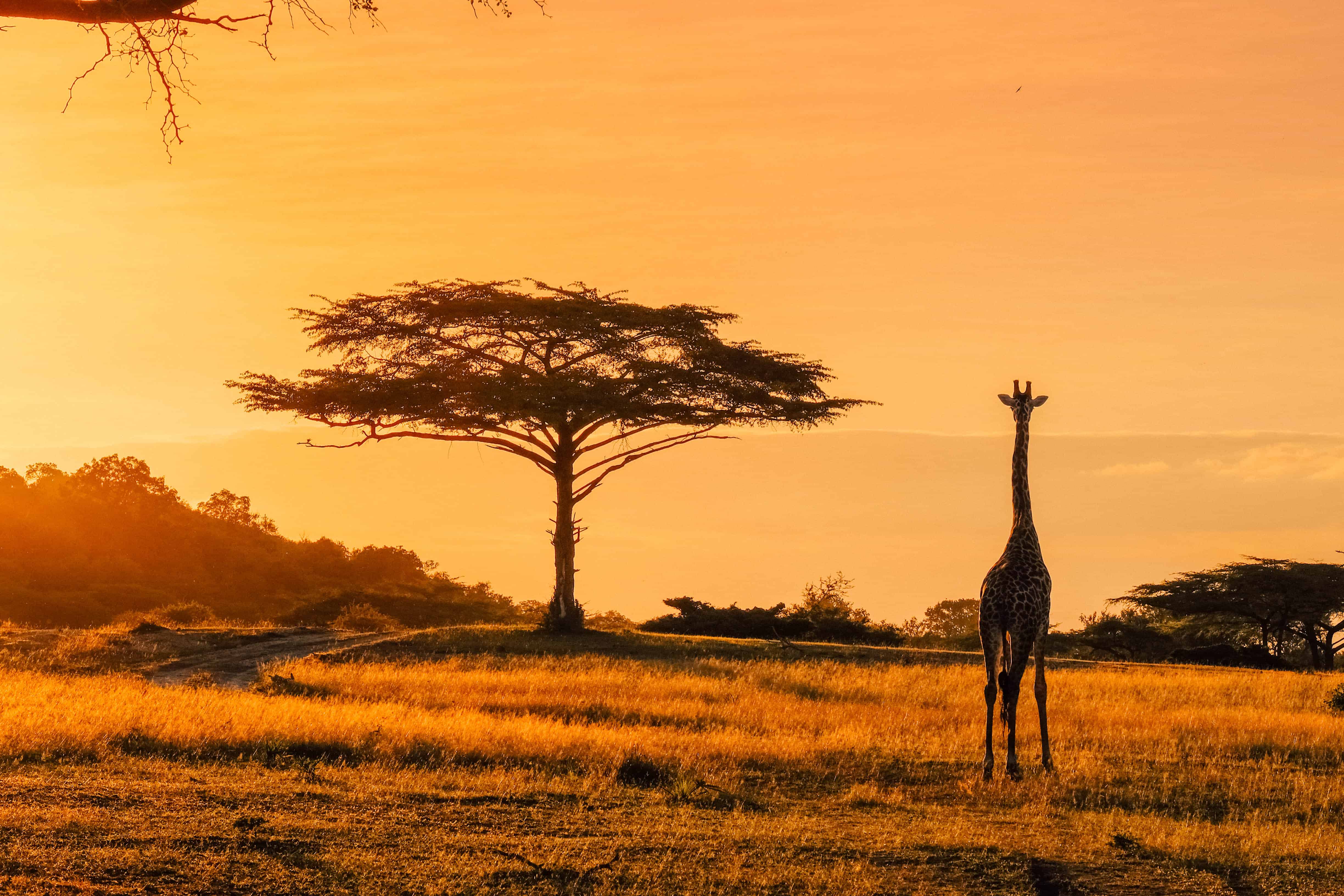 Africa Tours